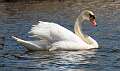 185: Swan - Mute-1