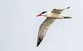 186: Tern - Caspian-1