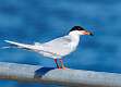 187: Tern - Forstner's 5033