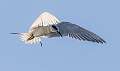 188: Tern - Fosters-1