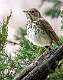 193: Thrush - Hermit-1