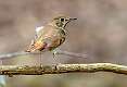 194: Thrush - Hermit-2