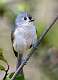 195: Titmouse - Tufted-1