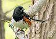 197: Towhee - Eastern-1