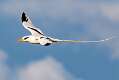 198: Tropicbird - White-tailed-1