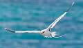 199: Tropicbird - White-tailed-2