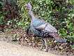 200: Turkey - Wild-1