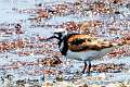 202: Turnstone - Ruddy -8344