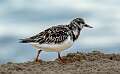 203: Turnstone - Ruddy-1