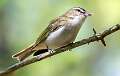 205: Vireo - Red-eyed-1