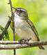 206: Vireo - Red-eyed-2