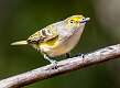 207: Vireo - White-eyed-1