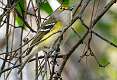 208: Vireo - White-eyed-2