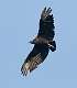 209: Vulture - Black-1