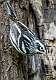 210: Warbler - Black And White-1