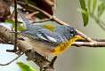 211: Warbler - Northern Parula-1