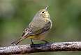 212: Warbler - Orange-crowned-1
