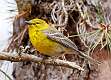 213: Warbler - Pine -5361