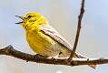 214: Warbler - Pine-1