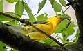 215: Warbler - Prothonotary-1