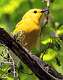 216: Warbler - Prothonotary-2