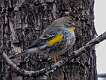 217: Warbler - Yellow-rumped 1604