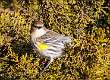 218: Warbler - Yellow-rumped