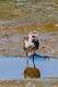 219: Willet -8666