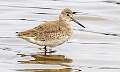220: Willet-1