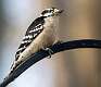 221: Woodpecker - Downy-1
