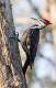 222: Woodpecker - Pielated-1