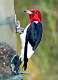 223: Woodpecker - Red-headed-1