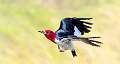 224: Woodpecker - Red-headed-2