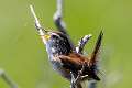 230: Wren - Marsh -8204