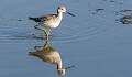 232: Yellowlegs - Greater-1