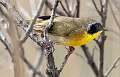 233: Yellowthroat - Common-1