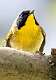 234: Yellowthroat - Common-2