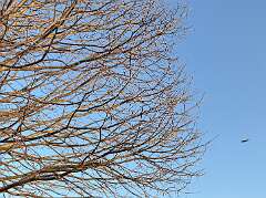 84: CarolAnnManfria_2026-11