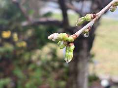 37: JerryPepin_2026-14