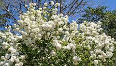 196: BillKirms_2026-129