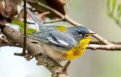 127: BillKirms_2026-150