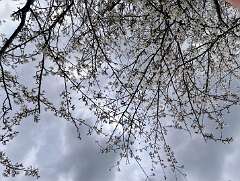 31: CarolAnnManfria_2026-13