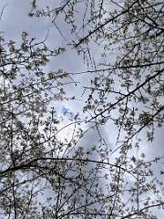 38: CarolAnnManfria_2026-14