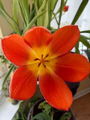74: CarolAnnManfria_2026-29