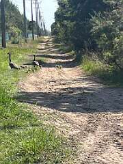 85: TomGorgio_2026-6