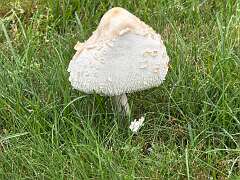143: DonManfria_2025-209