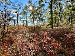 74: CarolAnnManfria_2025-29