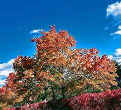 132: CarolAnnManfria_2025-30