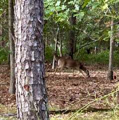 181: CarolAnnManfria_2025-36