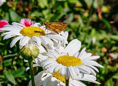 81: MarkShelly_2025-240